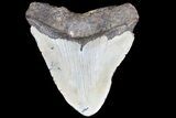 Bargain, Megalodon Tooth - North Carolina #83978-2